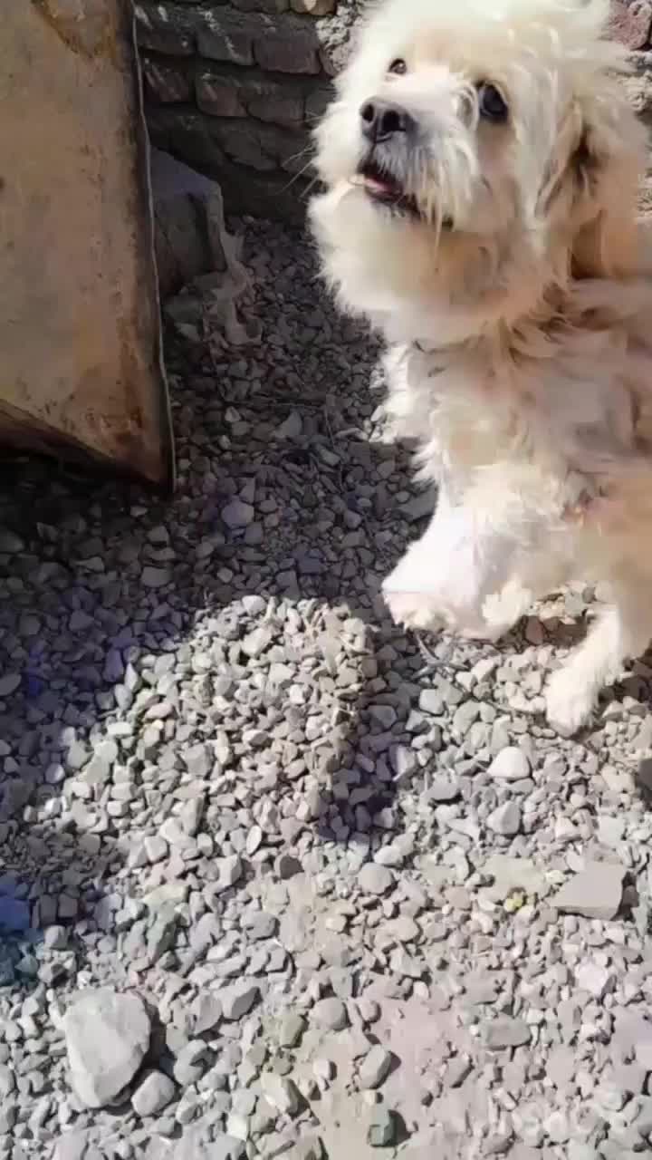 حیوان سگ|سگ|کرمان, |دیوار