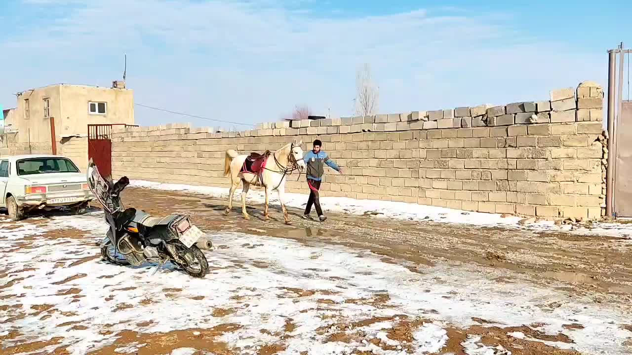 مادیان شکم‌ خالی|اسب و تجهیزات اسب‌سواری|سنندج, |دیوار