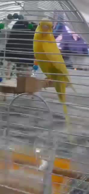 مرغ عشق فول اهلی و سخنگو|پرنده|تبریز, |دیوار