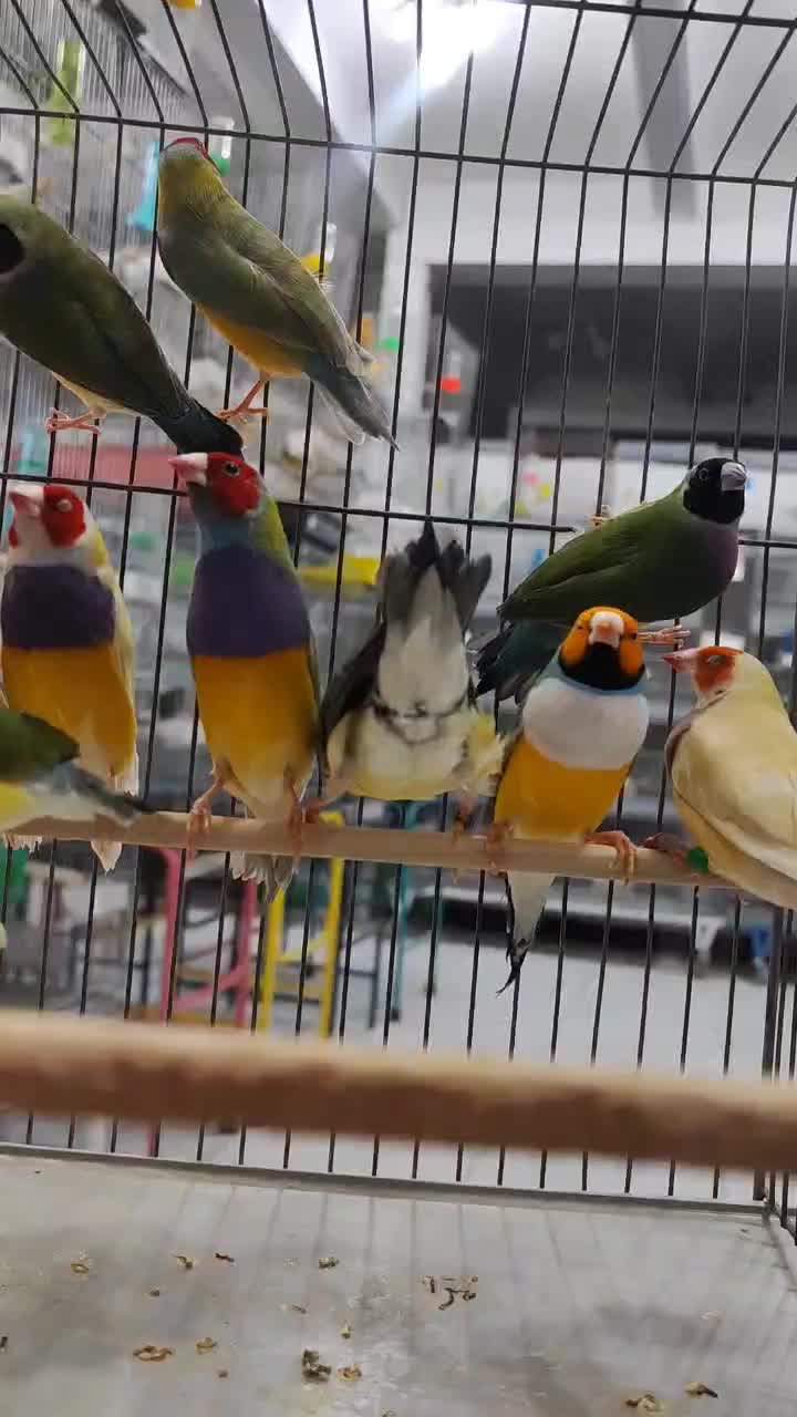 زنجان طوطی|پرنده|زنجان, |دیوار