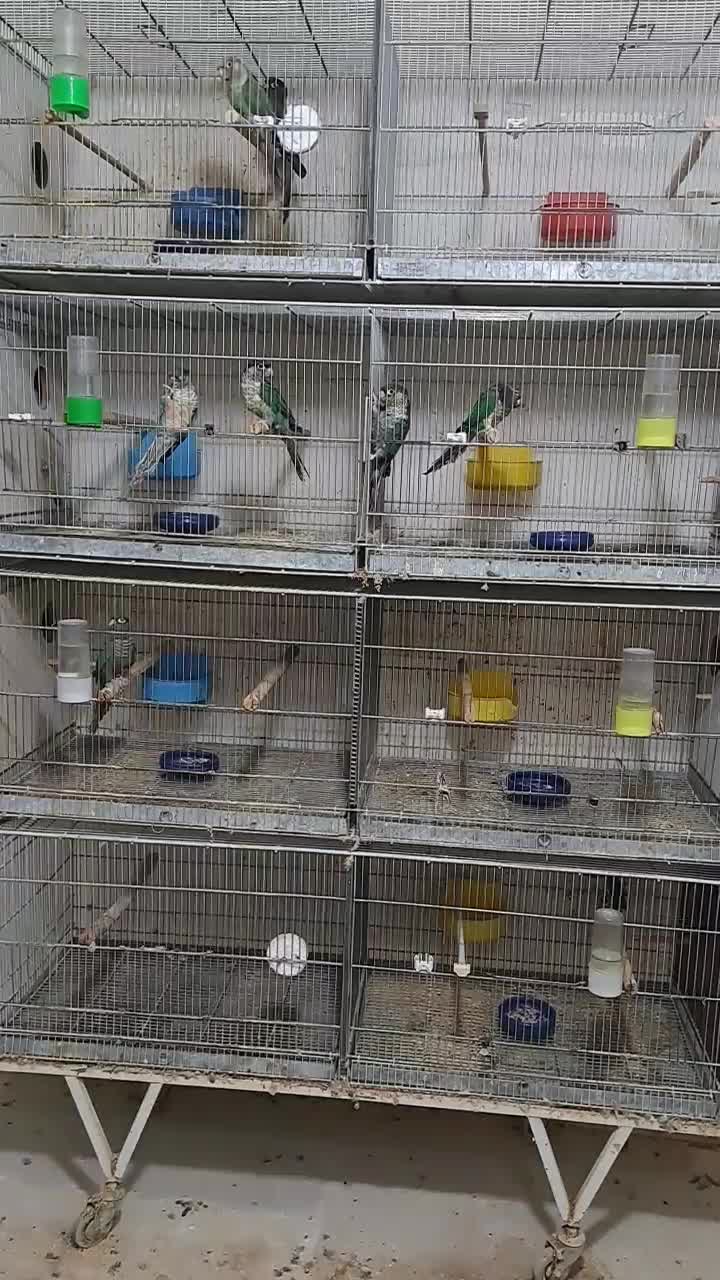 گیرنچیک مولد گرین چیک فروش کلی|پرنده|کرج, شاهینویلا|دیوار