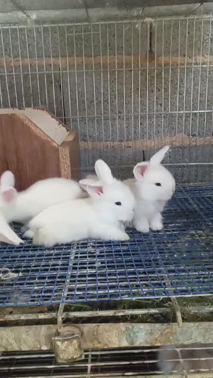 خرگوش لوپ ترکیش (زرقان)|موش و خرگوش|شیراز, کاراندیش|دیوار