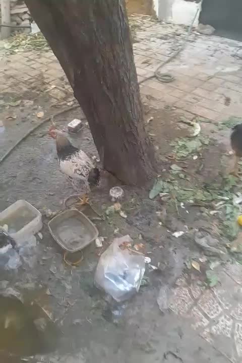 مرغ خروس|حیوانات مزرعه|کن, |دیوار