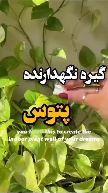 گیره نگهدارنده گل|گل و گیاه طبیعی|مرودشت, تخت جمشید|دیوار