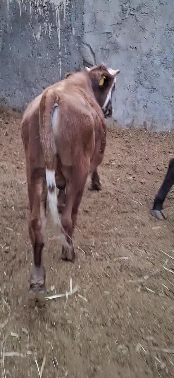 5جلب|حیوانات مزرعه|بم, |دیوار