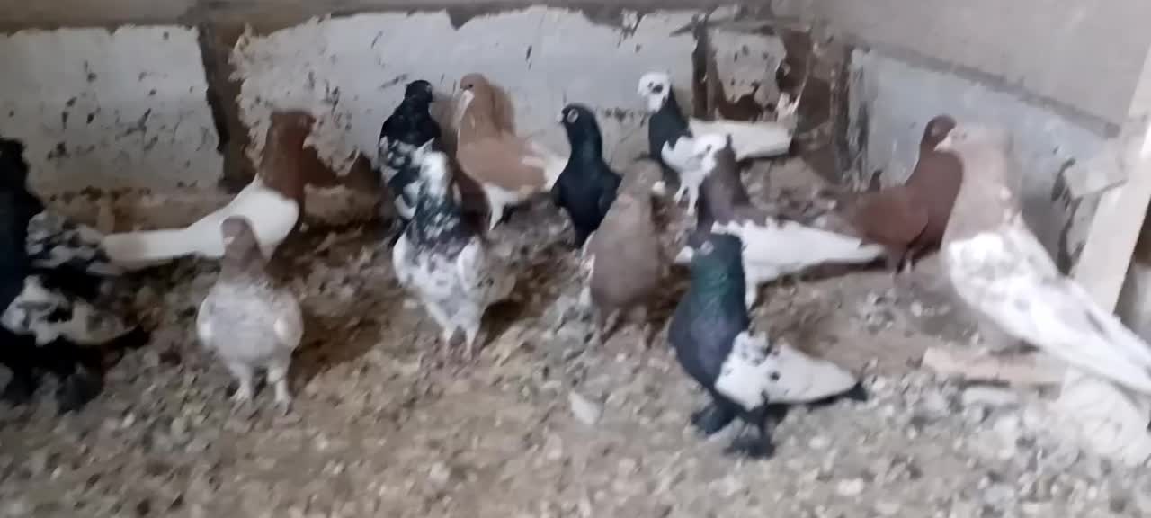 کبوتر بهبهونی|پرنده|شیراز, کرونی(خاتونک)|دیوار