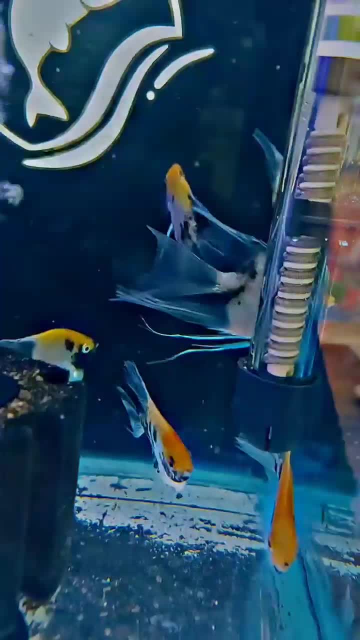 انجل کوی مارول. انجل تایگر|ماهی|شهریار, شهرک وائین|دیوار