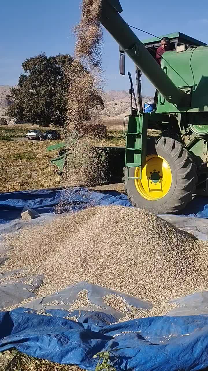 فروش لوبیا|عمدهفروشی|معمولان, |دیوار