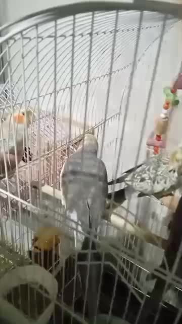 عروس هلندی سخنگو بالغ|پرنده|تنکابن, |دیوار