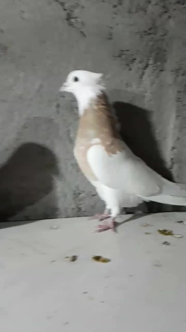 کبوترپرشی|پرنده|نیشابور, دارایی|دیوار