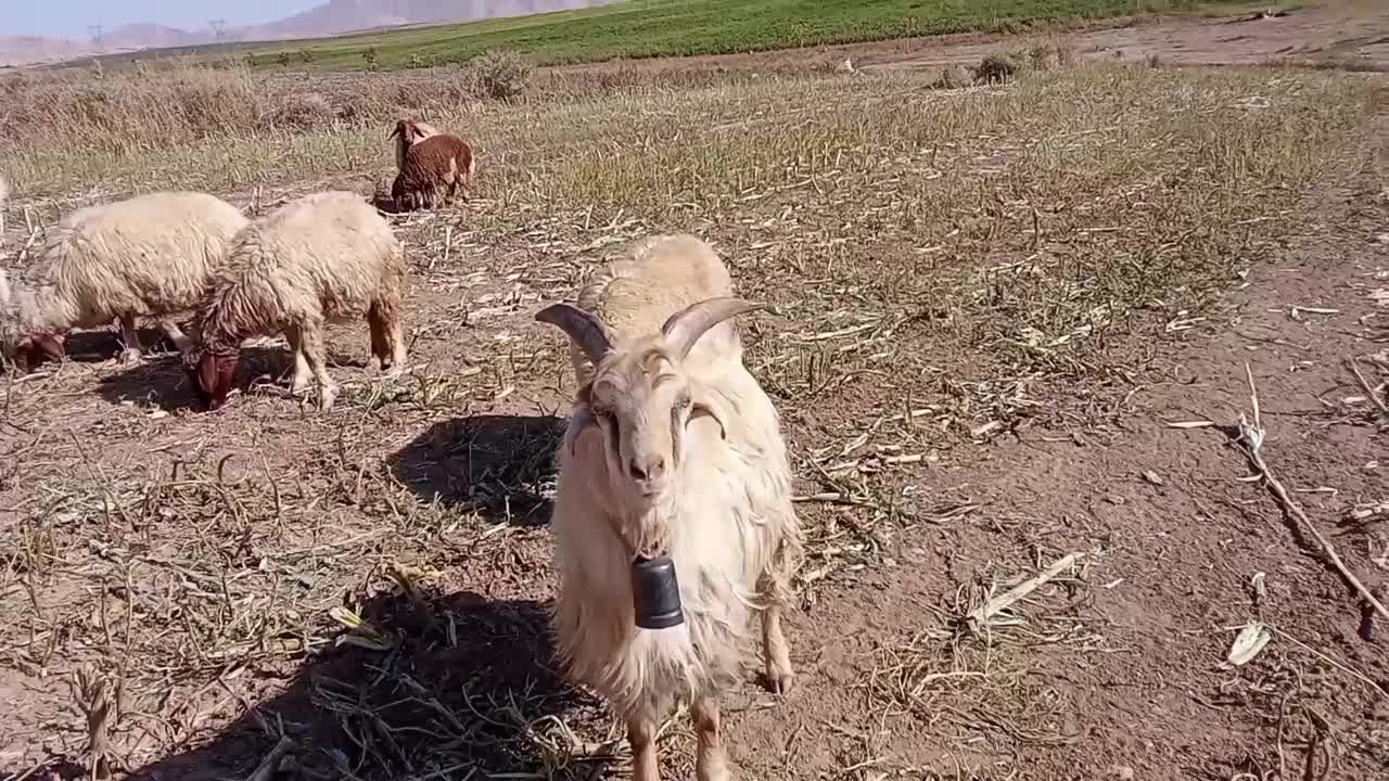 بز نر روزگاری|حیوانات مزرعه|خرم‌آباد, |دیوار