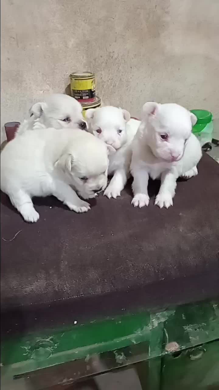 توله سگ های پامر|سگ|رشت, سیا اسطلخ|دیوار