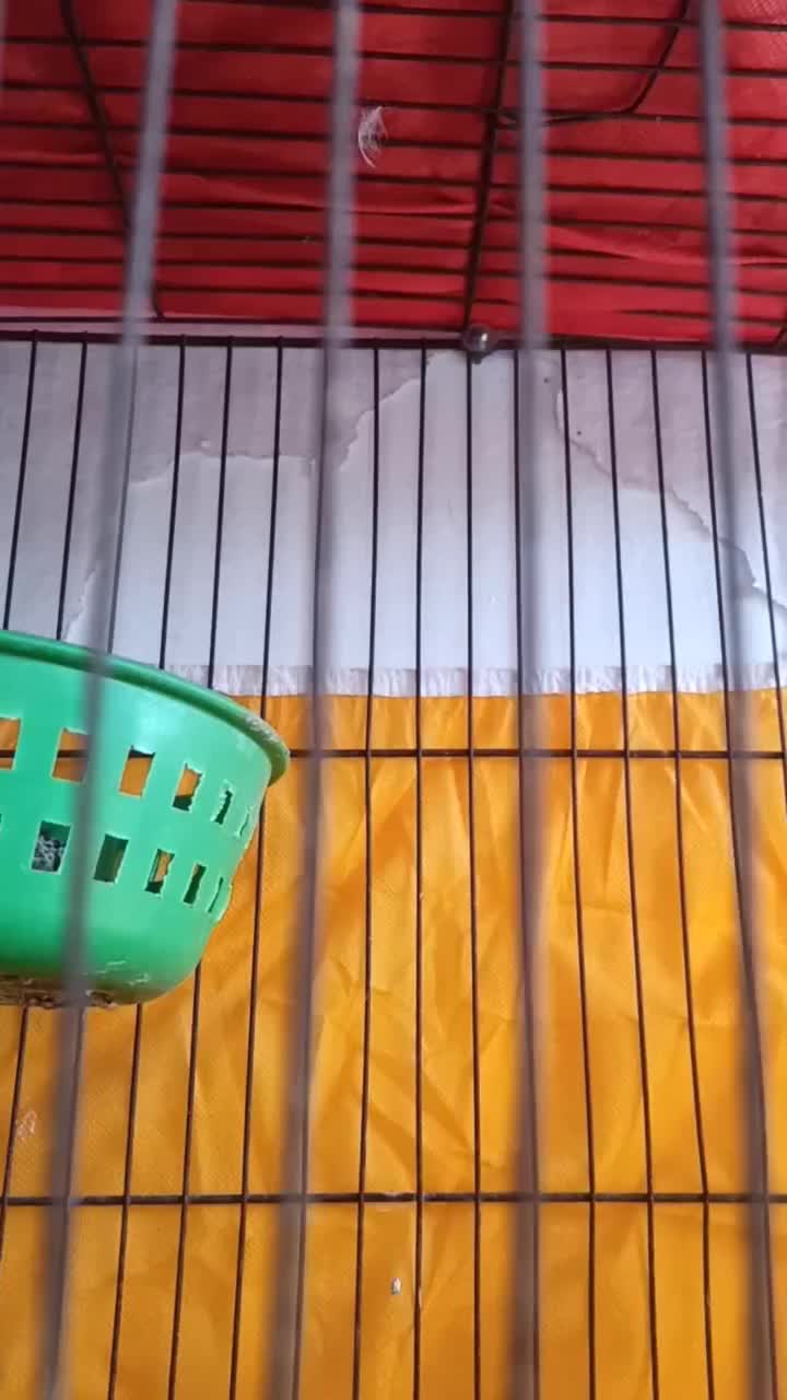 قناری|پرنده|بوشهر, |دیوار