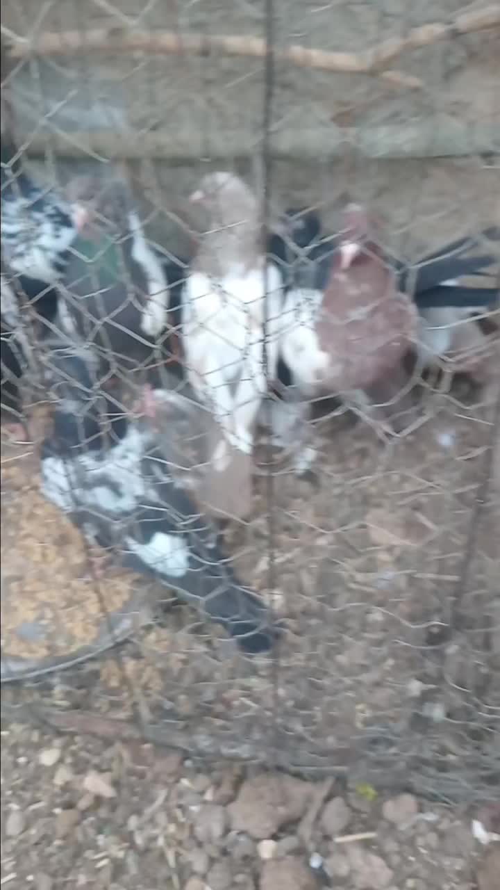 کبوتر سینه ای|پرنده|داران, |دیوار