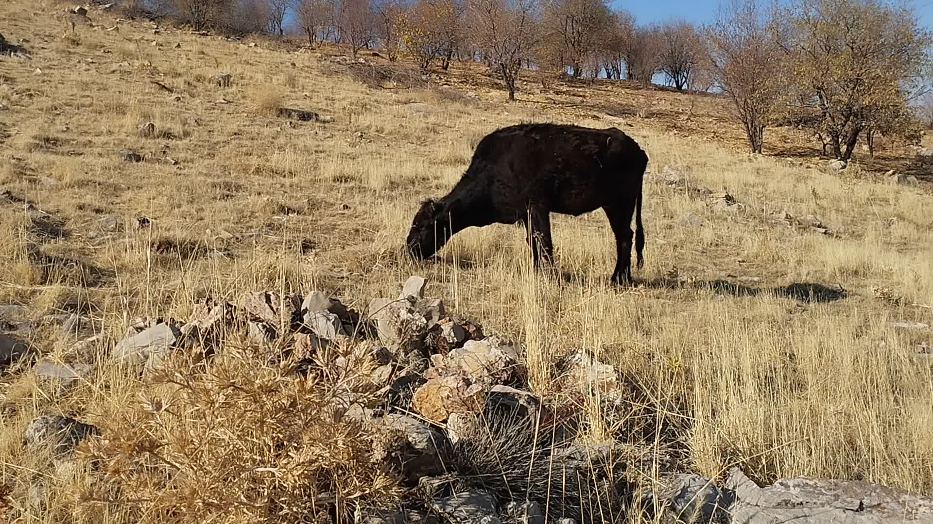 گاو محلی ۷ ماه آبستن|حیوانات مزرعه|روانسر, |دیوار
