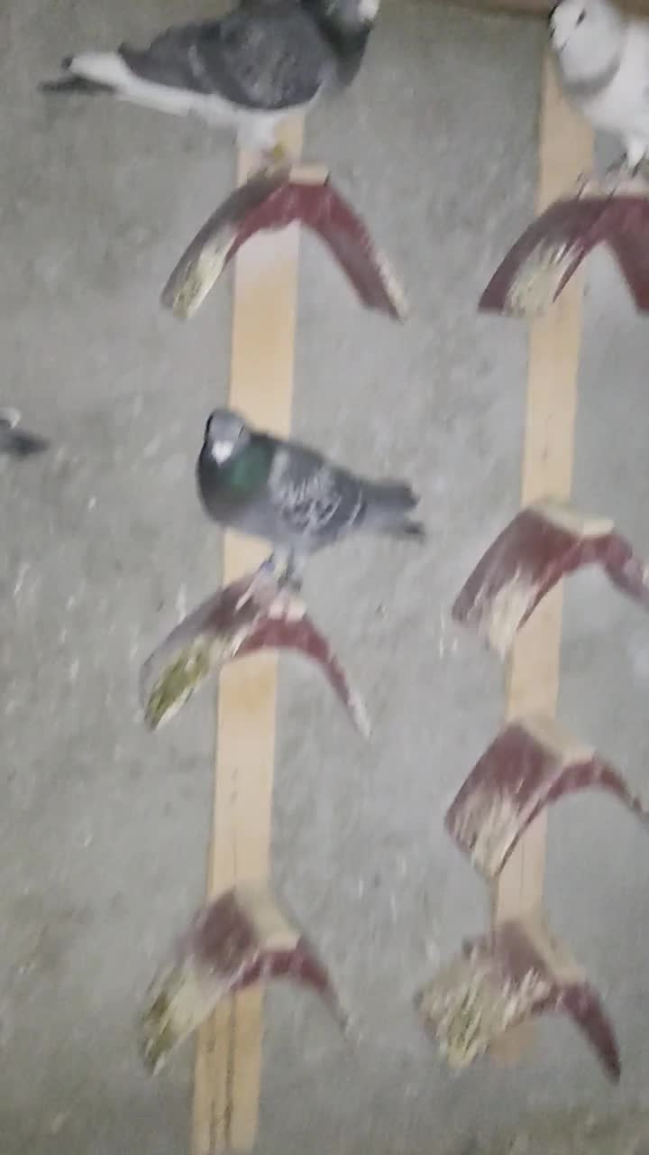 کبوتر|پرنده|سراوان, |دیوار