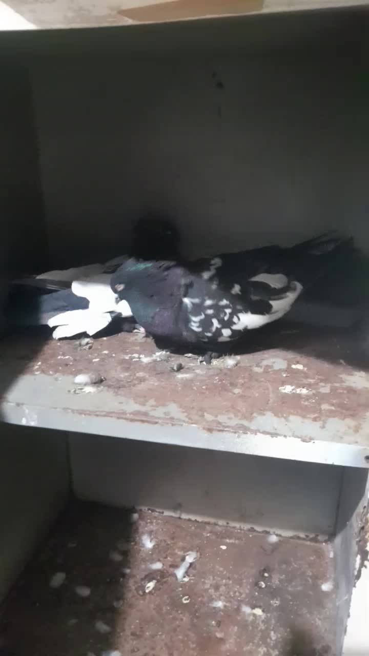 یک جفت سینه سیاه|پرنده|مرودشت, فرهنگ|دیوار