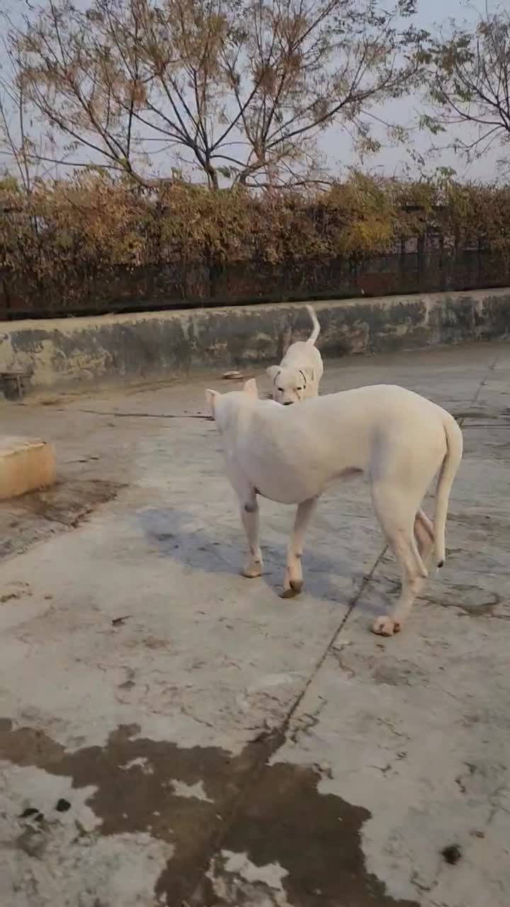 سگ شکار|سگ|بومهن, |دیوار