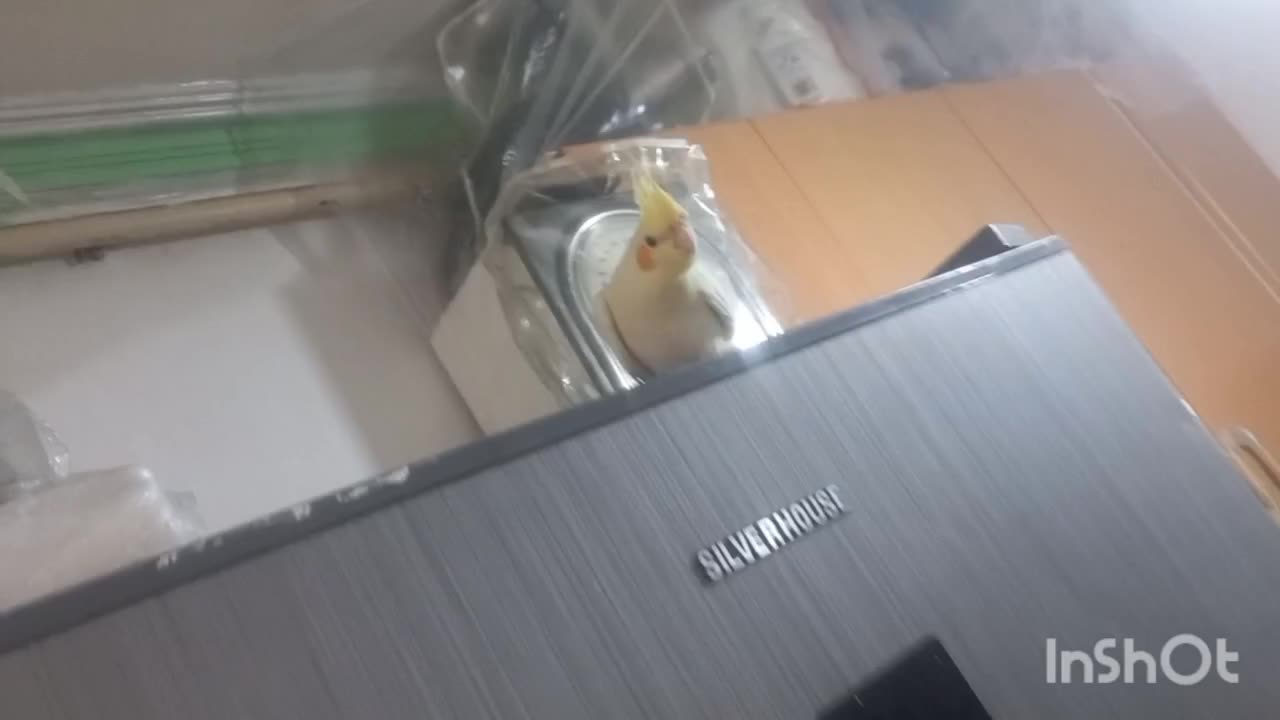 عروس هلندی ماده لوتینو کاملا اهلی|پرنده|تبریز, |دیوار