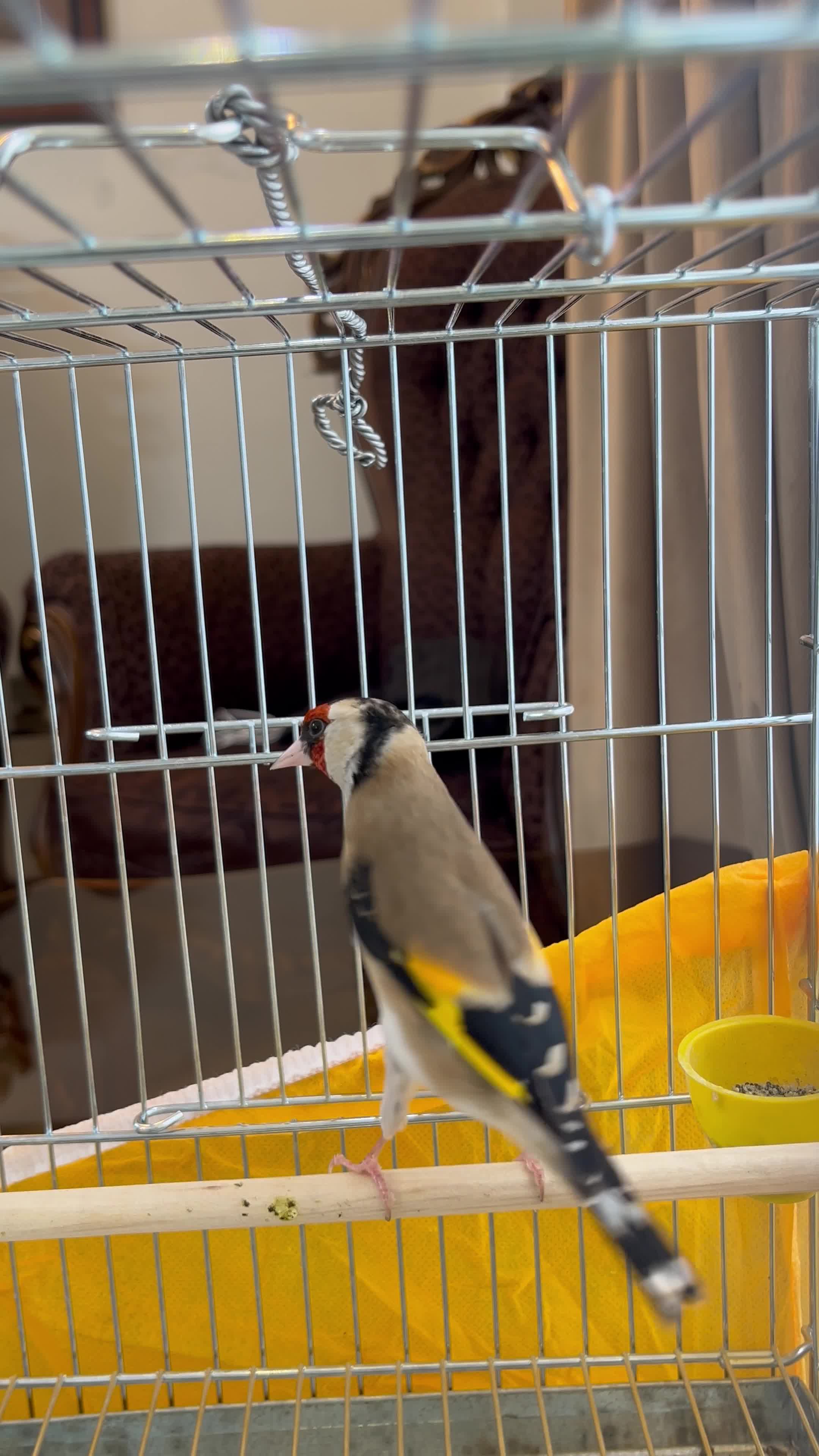 سهره نر سمیرمی داغسر کشیده و قلمی|پرنده|اصفهان, برازنده|دیوار