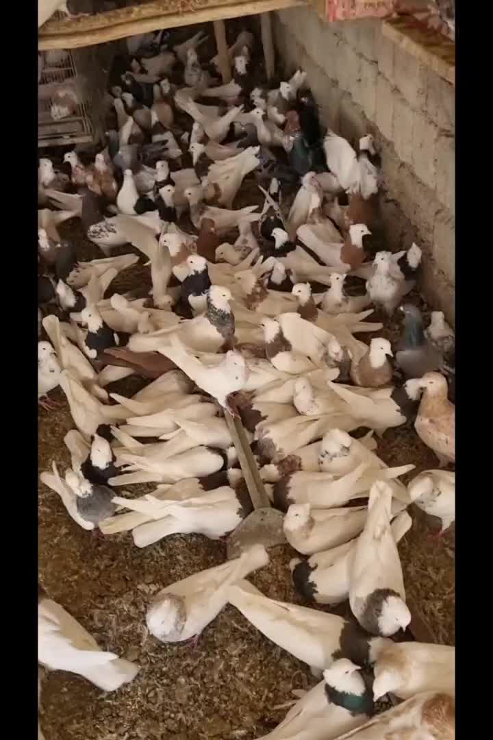 کبوتر طوقی|پرنده|مبارکه, |دیوار