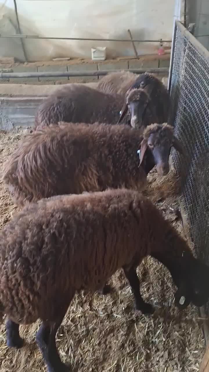 بره نرهمو  و بره  ماده هترو و همو|حیوانات مزرعه|اصفهان, کوی امام|دیوار