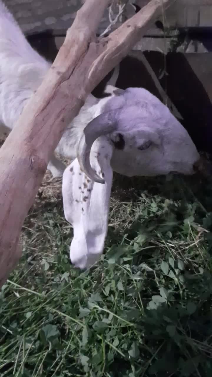 فروش کولار پاکستانی اصیل|حیوانات مزرعه|طبس, |دیوار