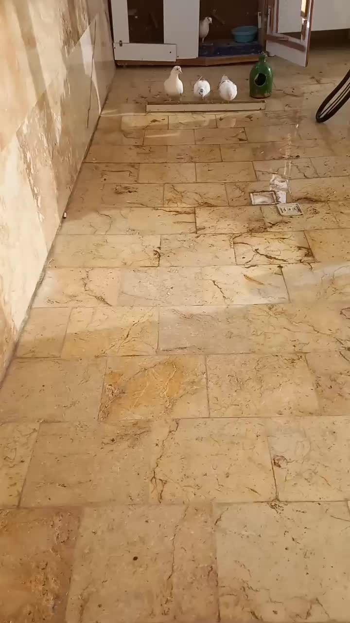 کفتر فروشی|پرنده|مشکین‌دشت, |دیوار