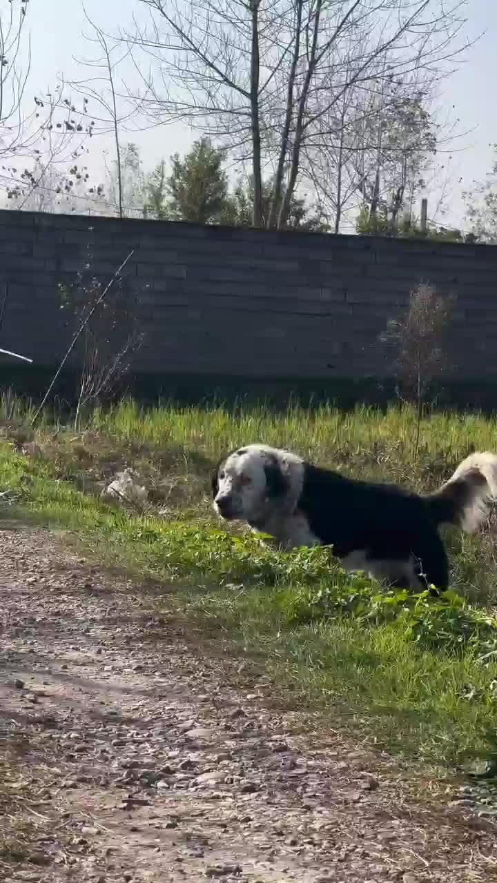 واگذاری قدرجونی نر|سگ|لنگرود, |دیوار