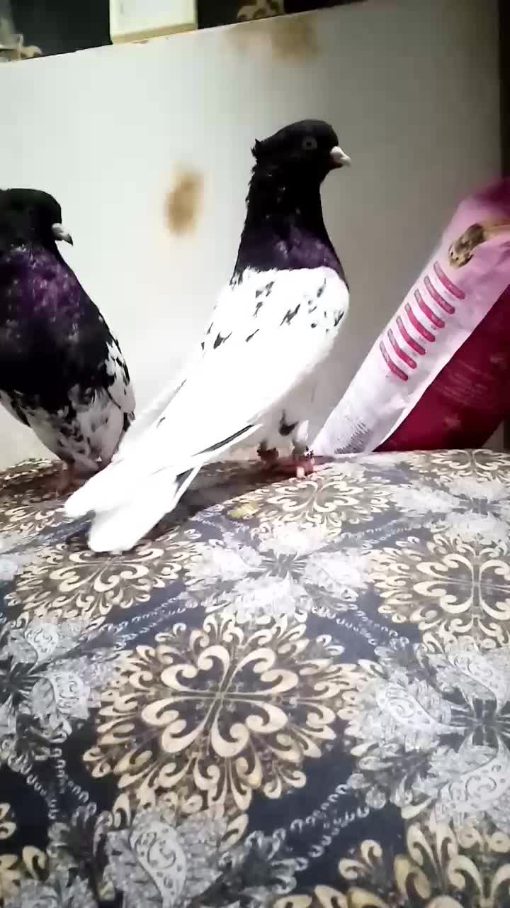 کله سیاه|پرنده|مسجد سلیمان, |دیوار