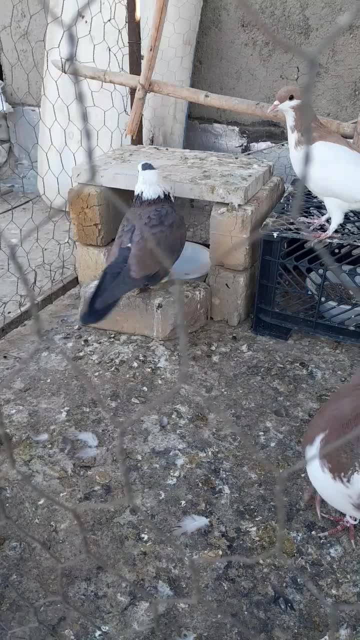 سر سفید نر|پرنده|تاکستان, |دیوار