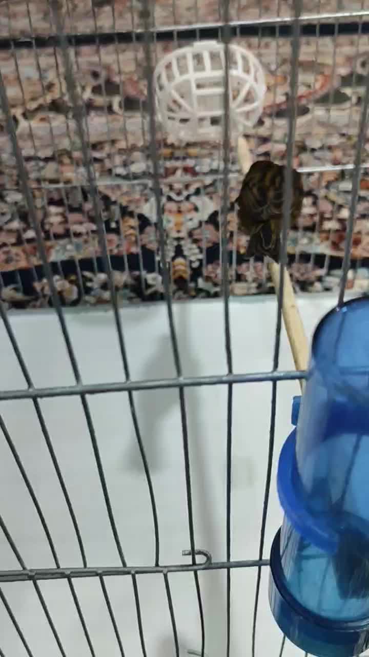 ماده کبالت جفتی سهر /20000000|پرنده|پاکدشت, پاکدشت (مامازند)|دیوار