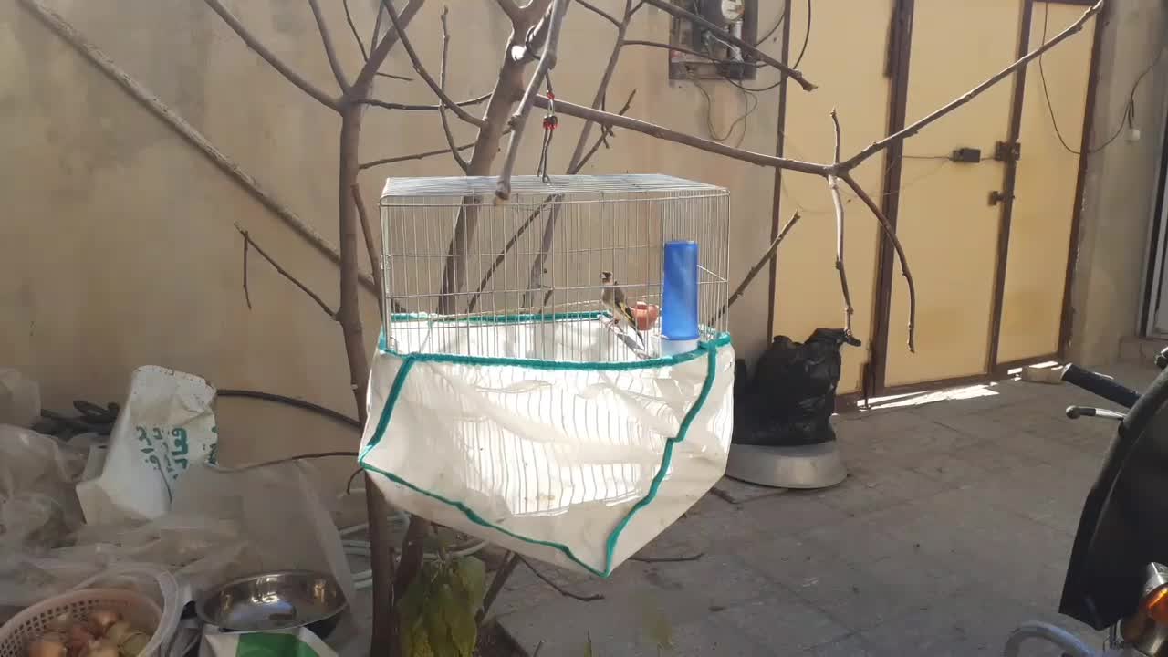 ماده سهره متولدقفس داغسر|پرنده|هرسین, |دیوار