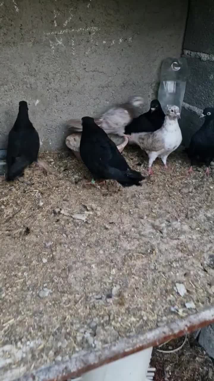 کبوتر زاغ|پرنده|شهریار, رضی آباد بالا|دیوار