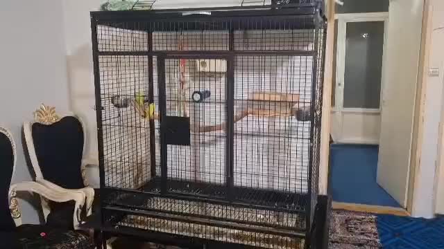 قفس کاسکویی|لوازم جانبی حیوانات|تهران, دولتآباد|دیوار