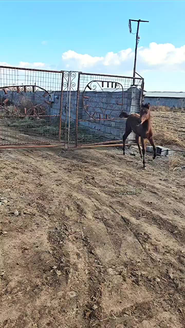 فروش آلاچیق با ۲ اسب و ۲ سگ و پاترول وغیره|فروش زمین و ملک کلنگی|نمین, |دیوار