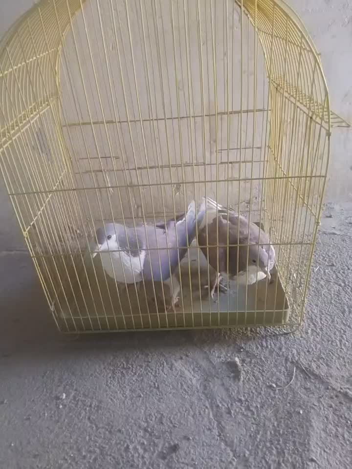 پرشی ۶ عدد|پرنده|اسفراین, |دیوار