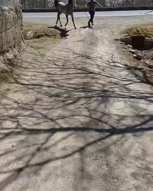 اسب مادیان 6سال سالم سرحال وکره نریان ۲ساله|اسب و تجهیزات اسبسواری|سلماس, |دیوار