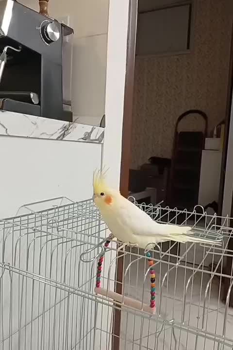 عروس هلندی|پرنده|برخوار, |دیوار