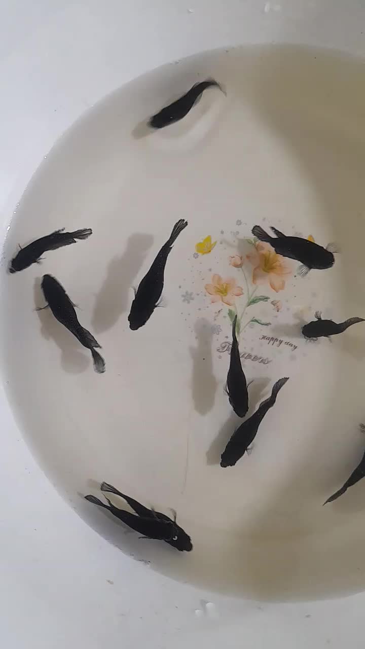 فایتر پلاکت|ماهی|تهران, تهرانپارس جنوبی|دیوار