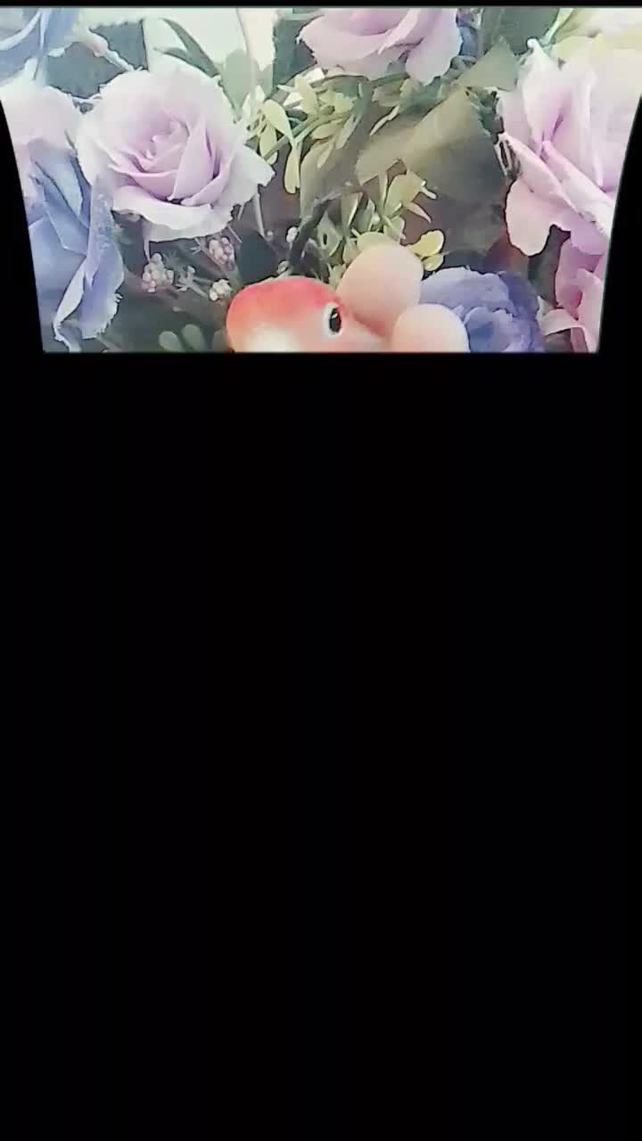 جفت کوتوله بالغ دستی خوشگل لطفاً تماس بگیرید|پرنده|مشهد, رضاشهر|دیوار