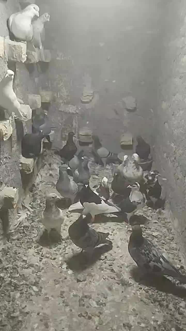 کفتر زدوخوردی فریمان|پرنده|فریمان, |دیوار