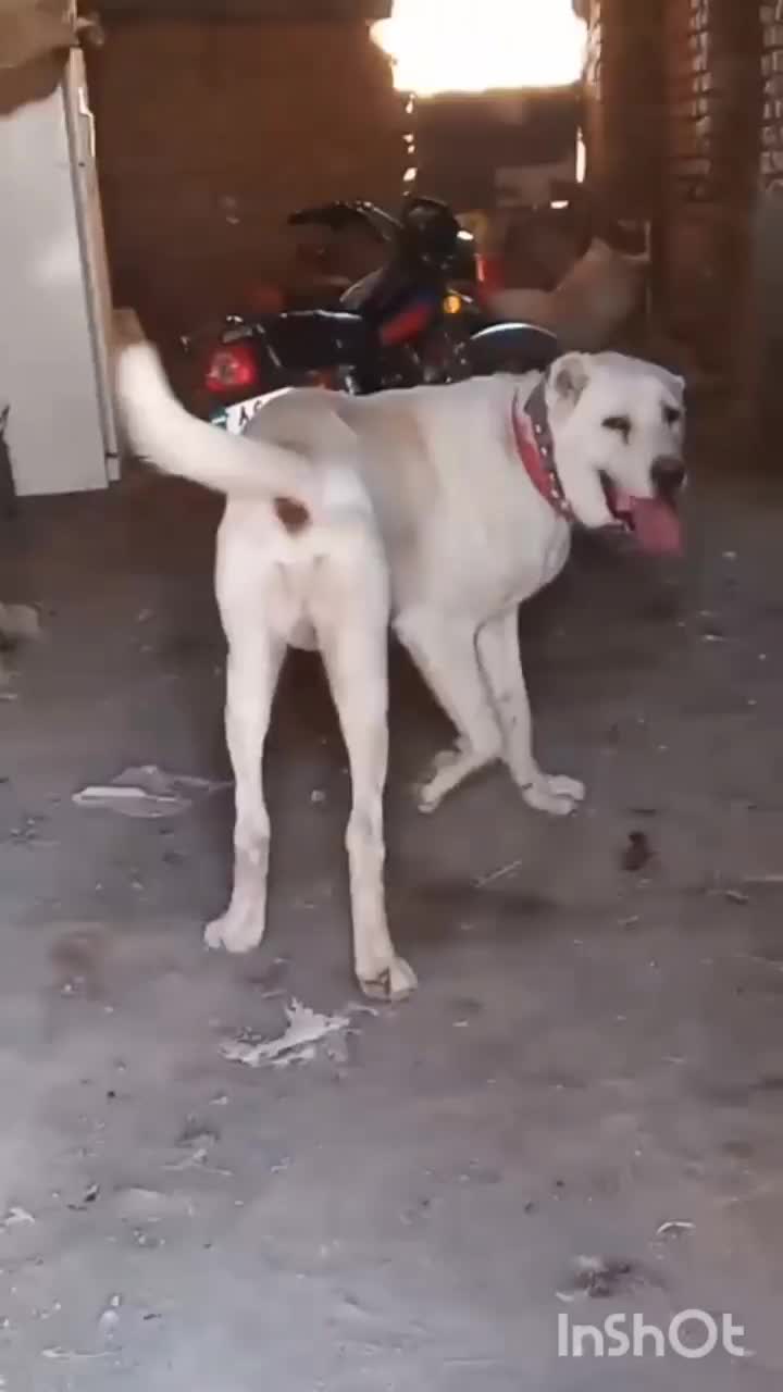 واگذاری سگ اصیل خراسانی از بهترین نسل|سگ|کلات (خراسان), |دیوار