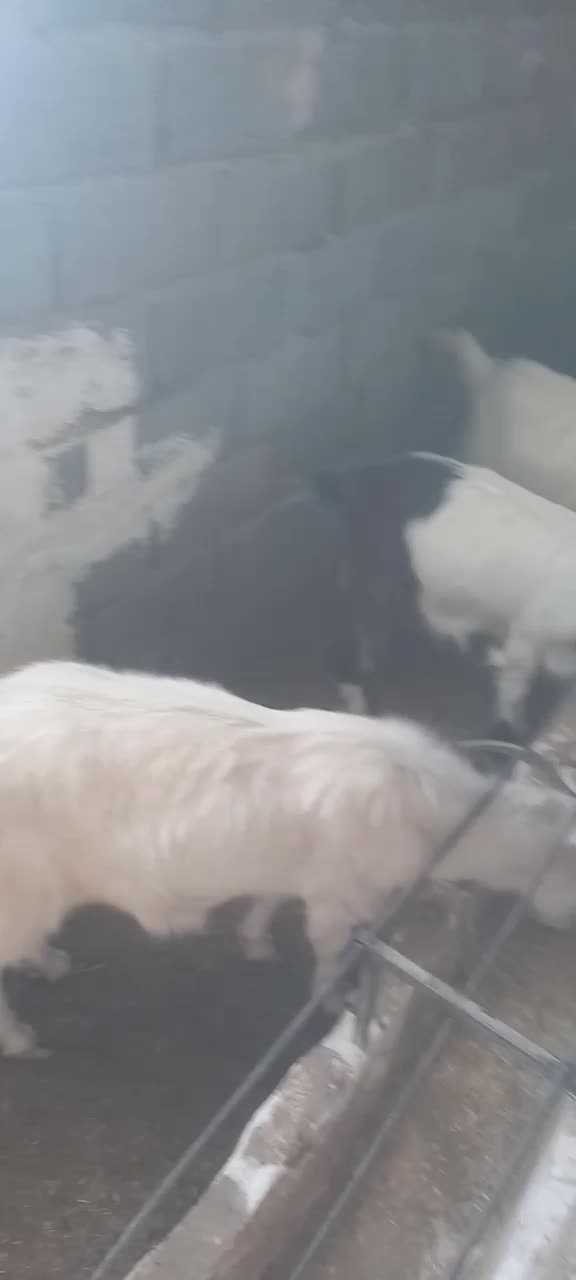 بز و بزغاله ماده.فقط معاوضه با گوسفند میش .یا فروش|حیوانات مزرعه|هشتگرد, هیو|دیوار