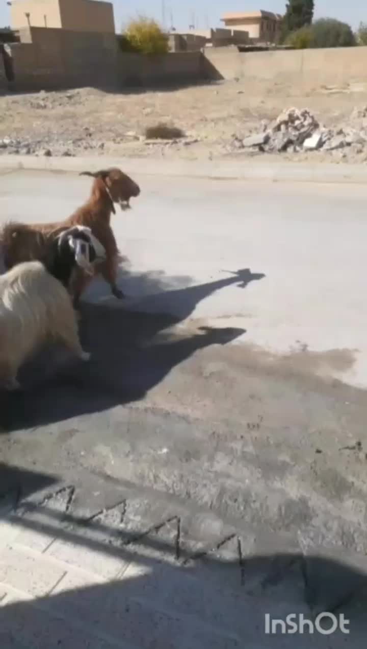 بز ‌‌‌|حیوانات مزرعه|ایوان, |دیوار