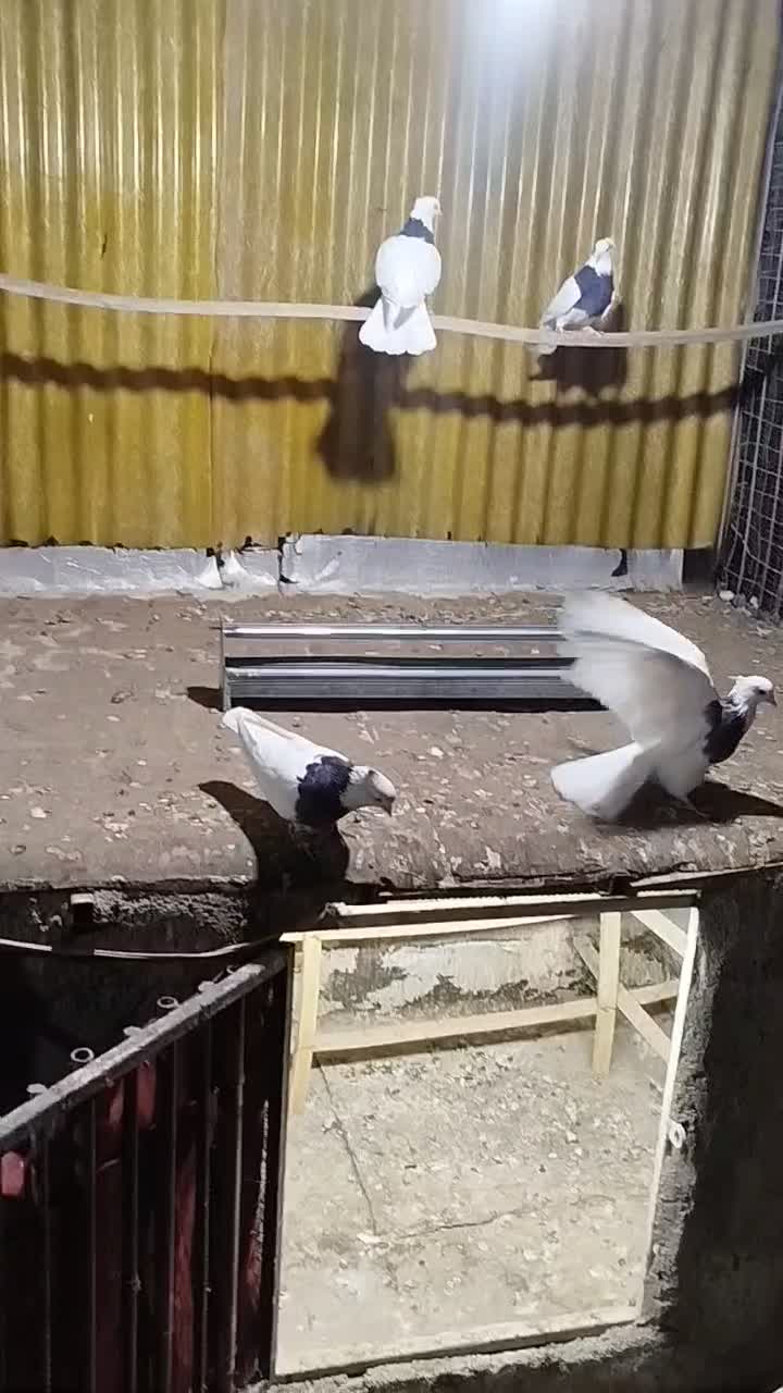 کبوتر طوقی|پرنده|کرج, پیشاهنگی|دیوار