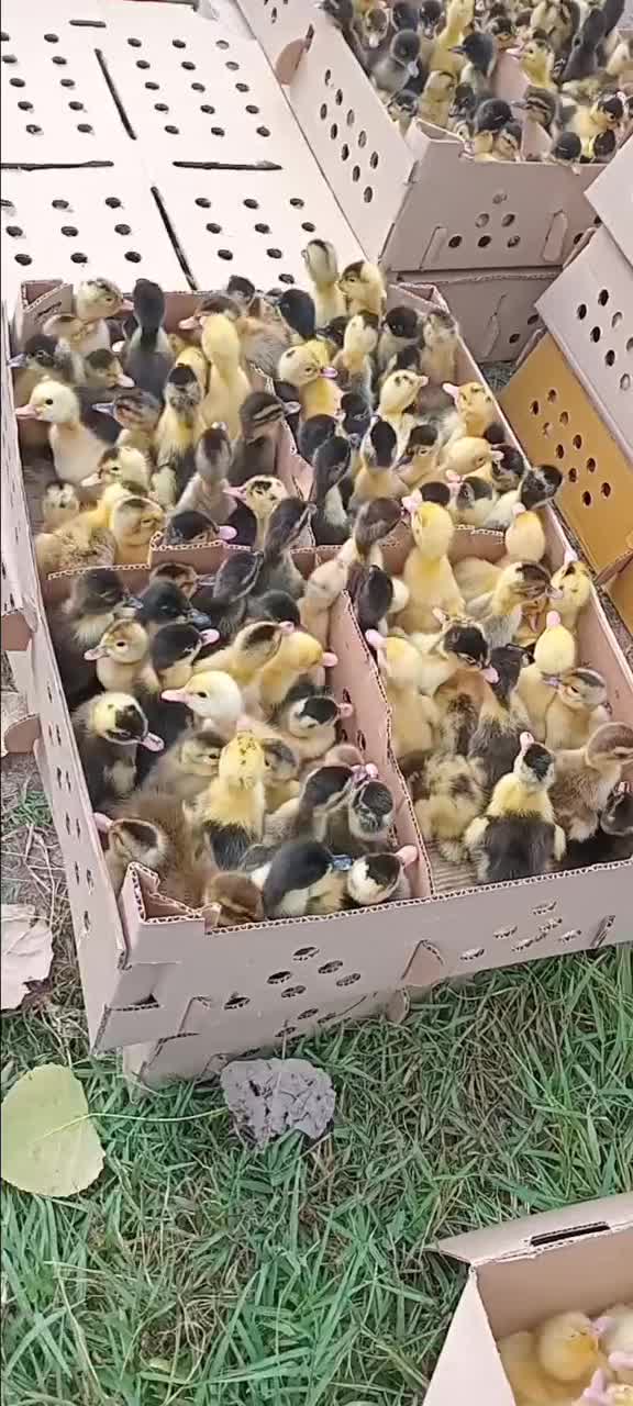 ارزان شدهم اکنون سفارش بدید تحویل بگیریدفقط امروز|حیوانات مزرعه|آستانه اشرفیه, |دیوار