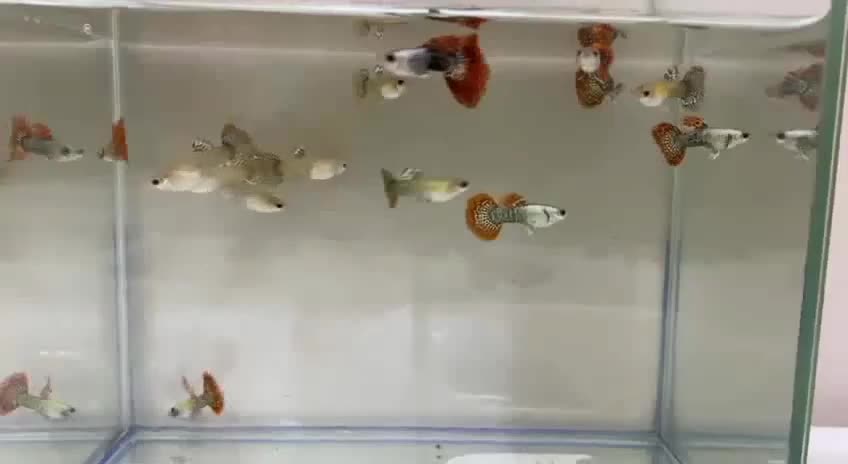 گوپی خاص|ماهی|فولادشهر, A6|دیوار