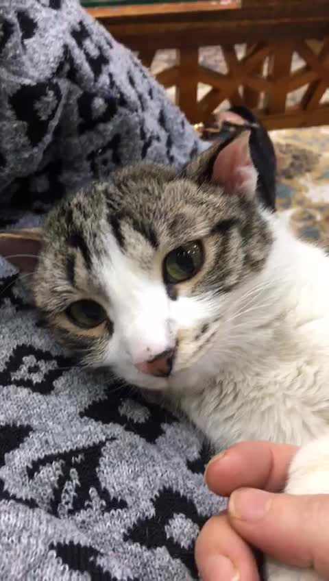 واگذاری رایگان گربه|گربه|تهران, فلسطین (میدان انقلاب)|دیوار