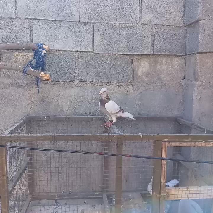 پیازی، آلمانی،موشی، هر سه ماده|پرنده|آبپخش, |دیوار